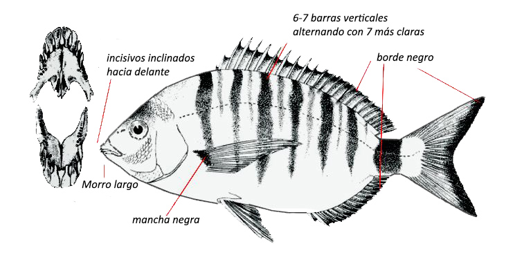 Diplodus puntazzo_01.jpg